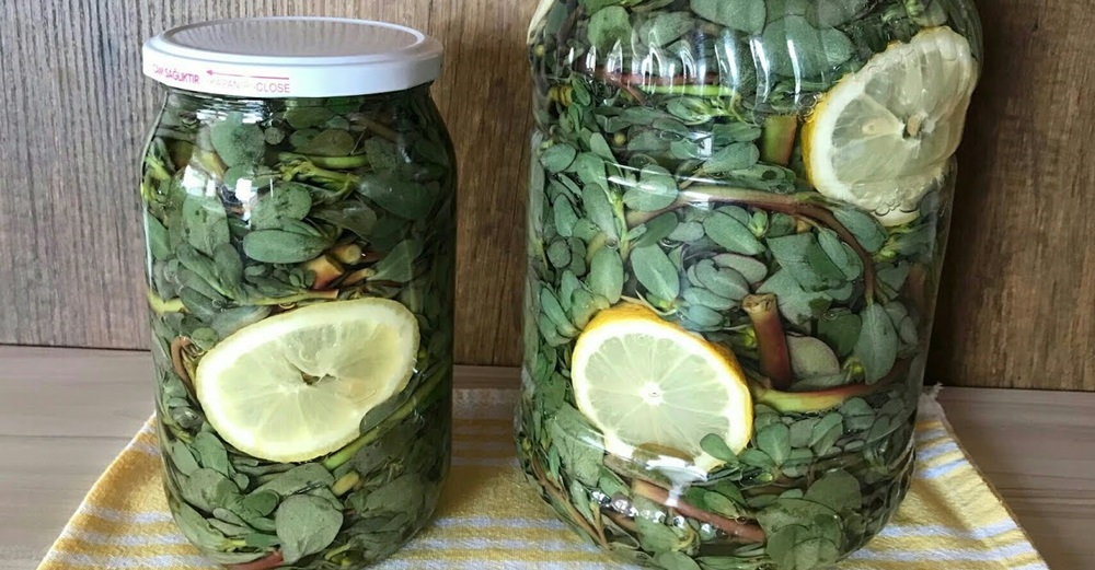 Probiyotik Semizotu Turşusu Tarifi